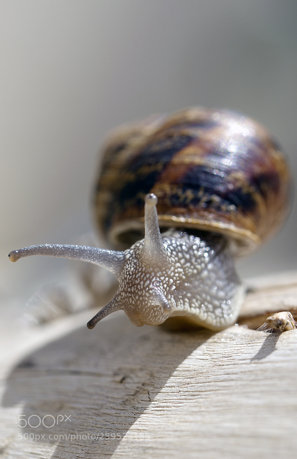 Nikon D7000 sample photo. Snail photography