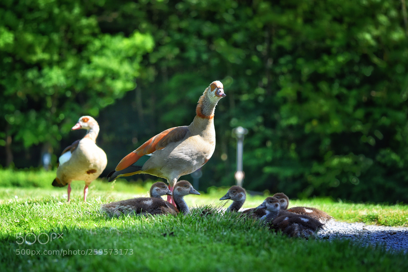 Nikon D750 sample photo. Untitled photography