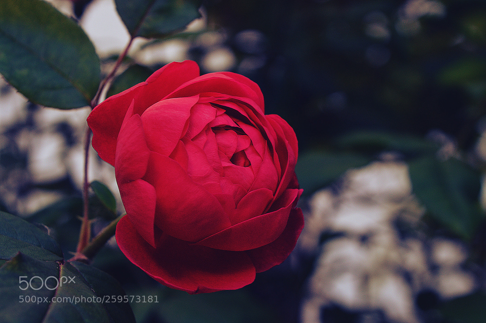 Nikon D3200 sample photo. Red photography