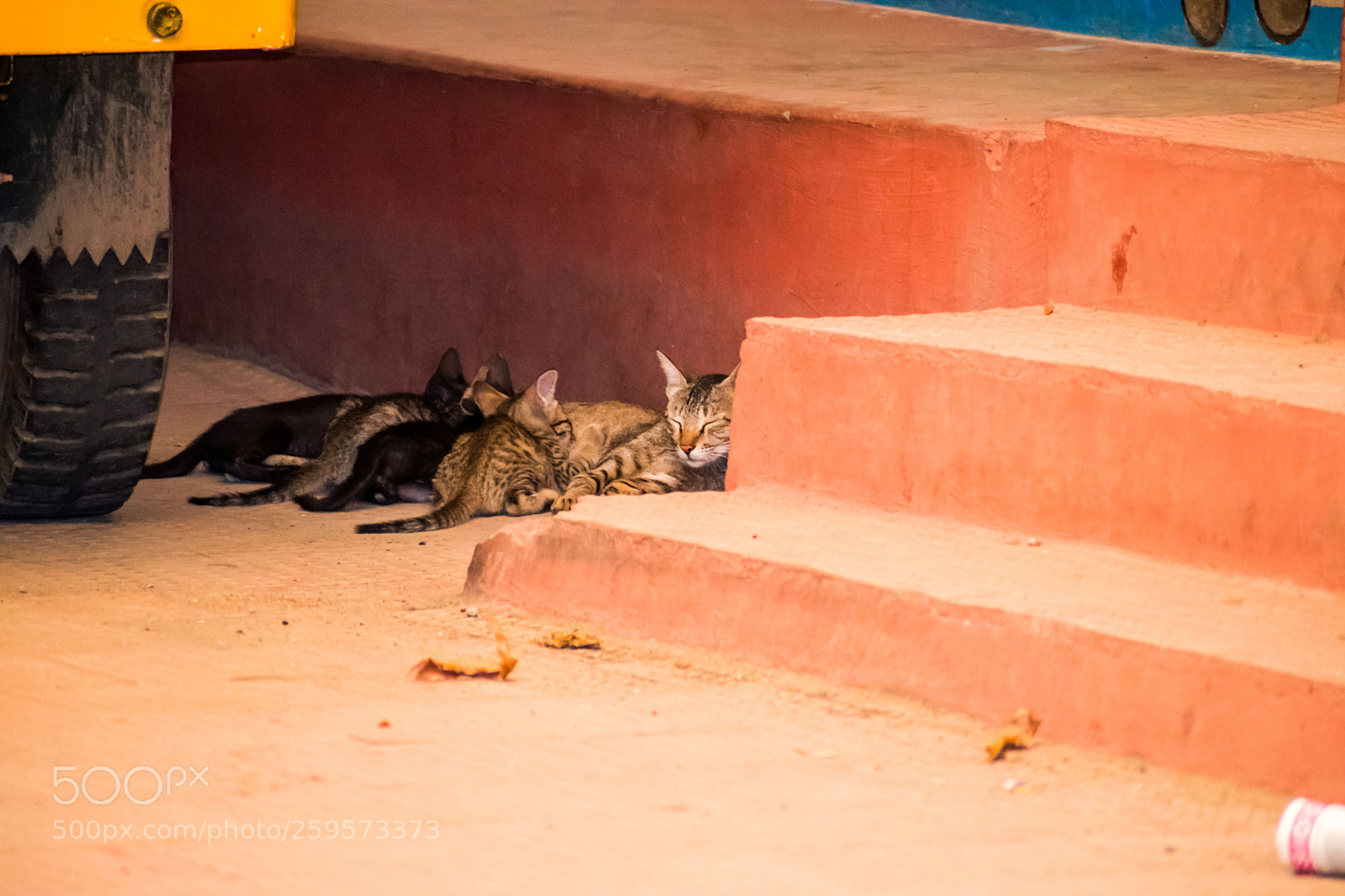 Nikon D5500 sample photo. Cat mothers with kitten photography