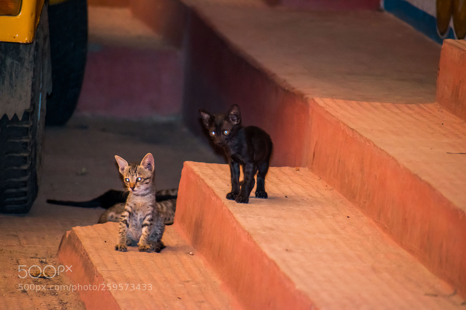 Nikon D5500 sample photo. Kitthens playing photography