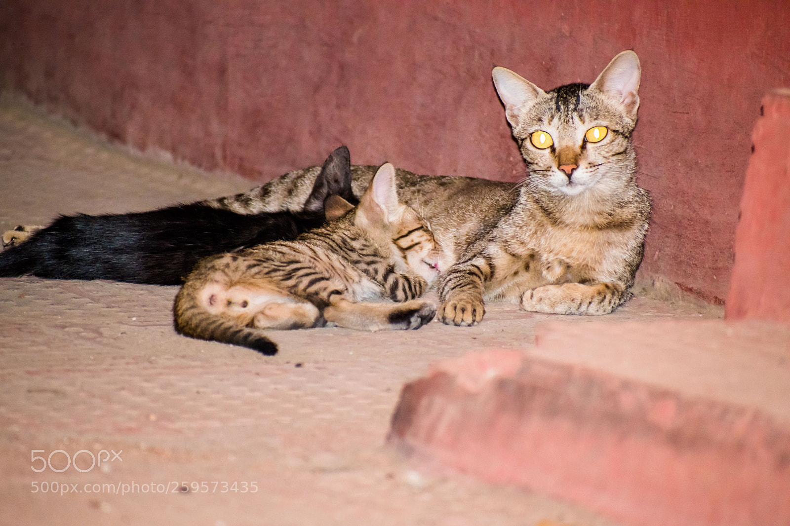 Nikon D5500 sample photo. Cat feeding her kittens photography