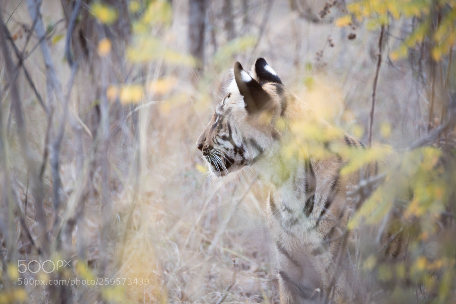 Nikon D610 sample photo. Face off photography