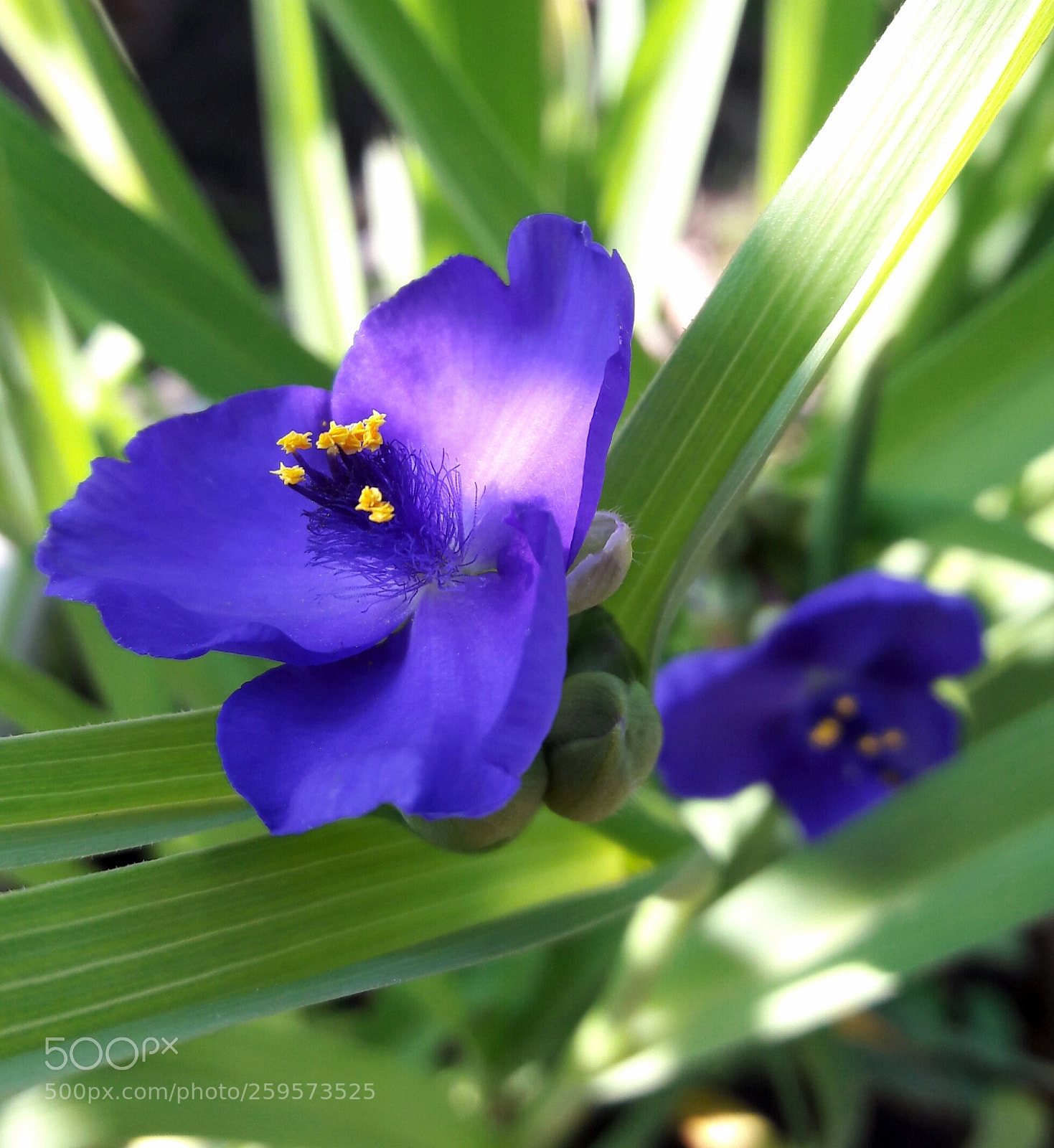 Samsung Galaxy J7 sample photo. Mood in blue... photography