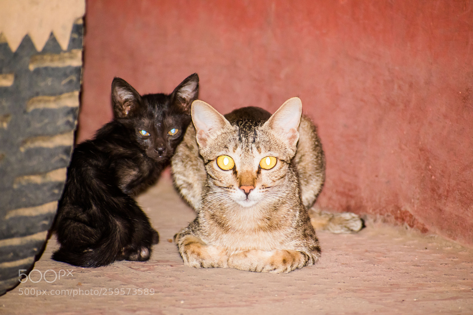 Nikon D5500 sample photo. The black cat photography