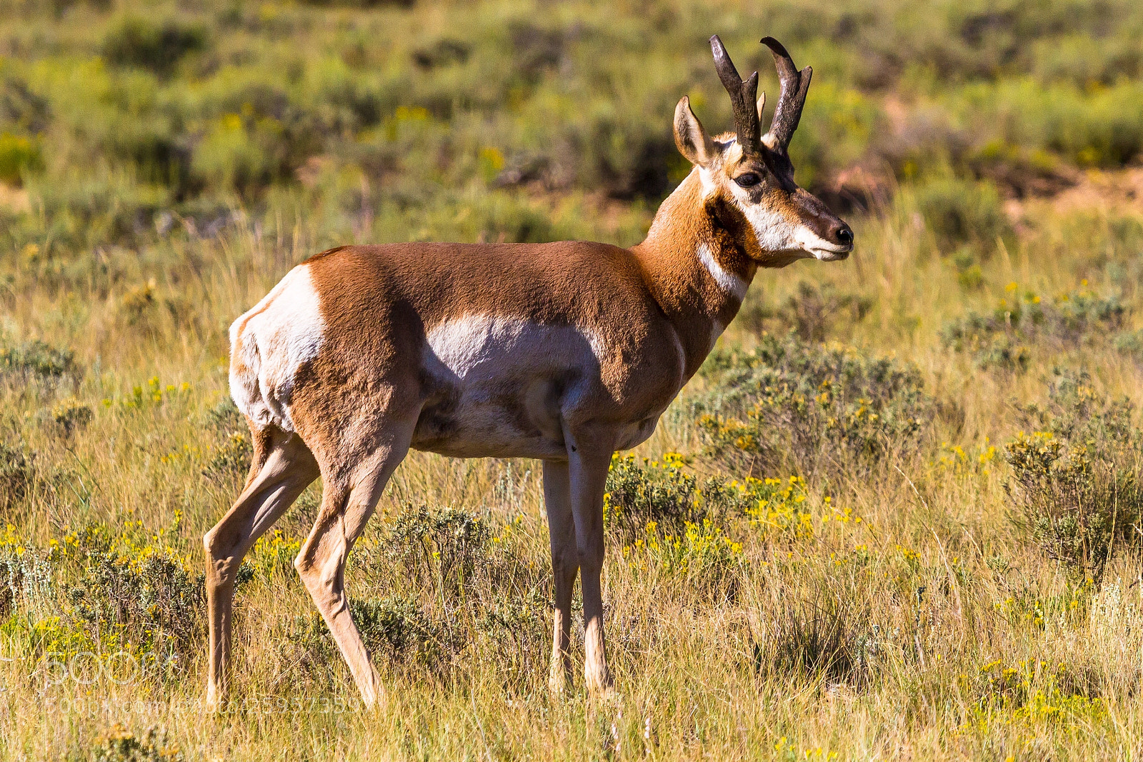 Canon EOS 7D sample photo. Pronghorn antelope buck photography