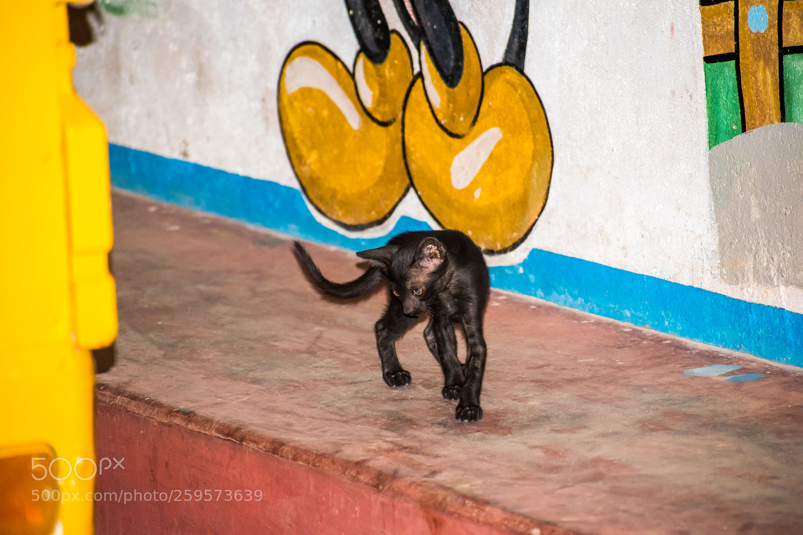 Nikon D5500 sample photo. Black cat photography