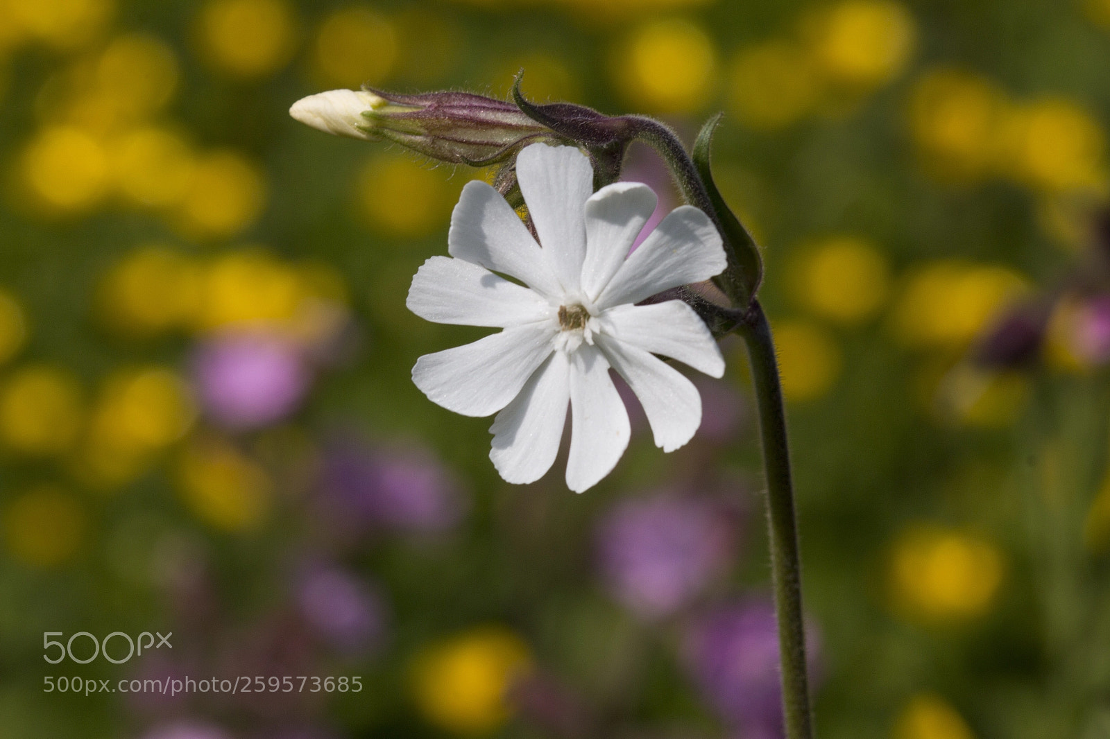 Canon EOS 70D sample photo. Hedon meadow flower. photography