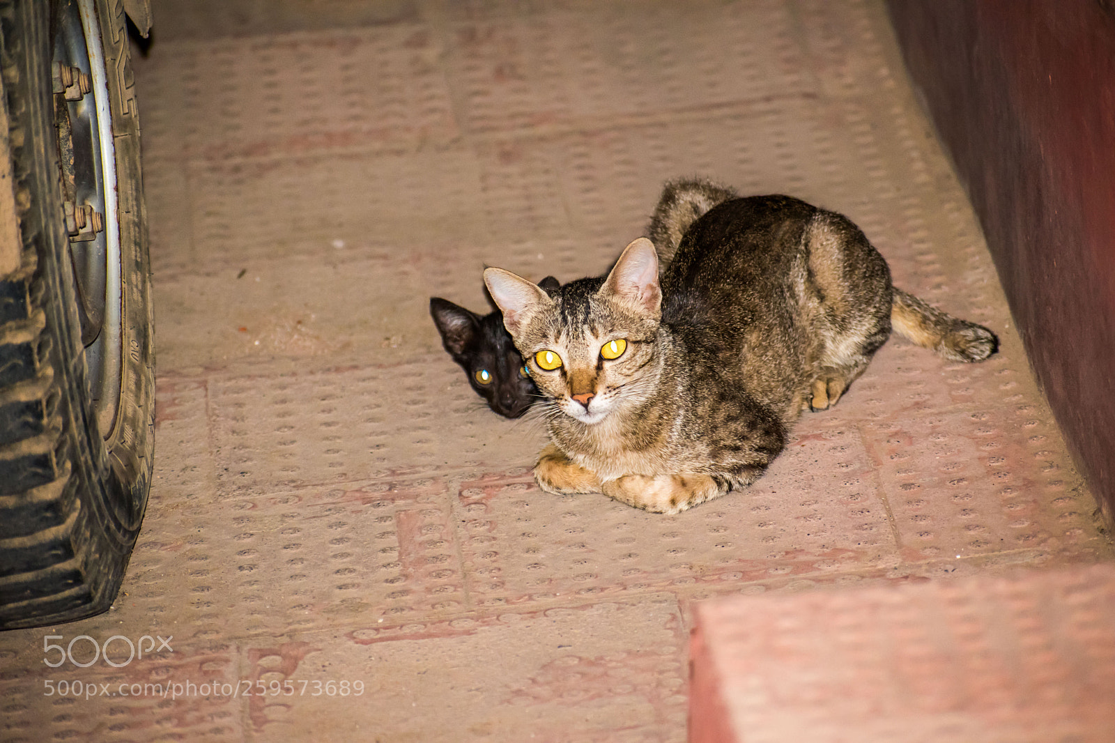 Nikon D5500 sample photo. Kitten hiding behind the photography