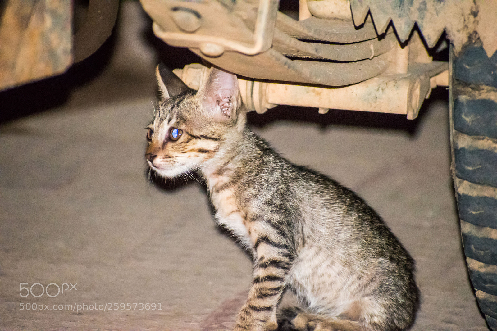 Nikon D5500 sample photo. Kitten playing photography