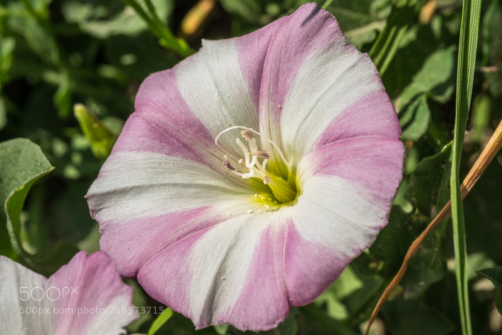 Fujifilm X-T1 sample photo. Acker winde (convolvulus arvensis) photography