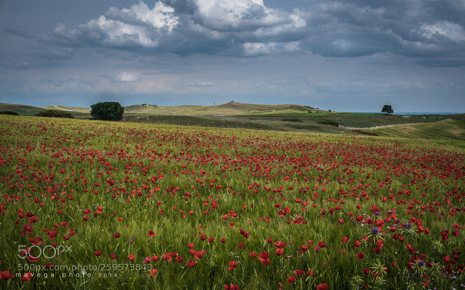 Sony a6300 sample photo. Poppy field photography