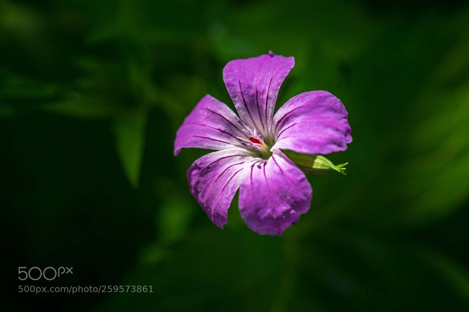 Fujifilm X-T1 sample photo. Oxford storchschnabel geranium x photography