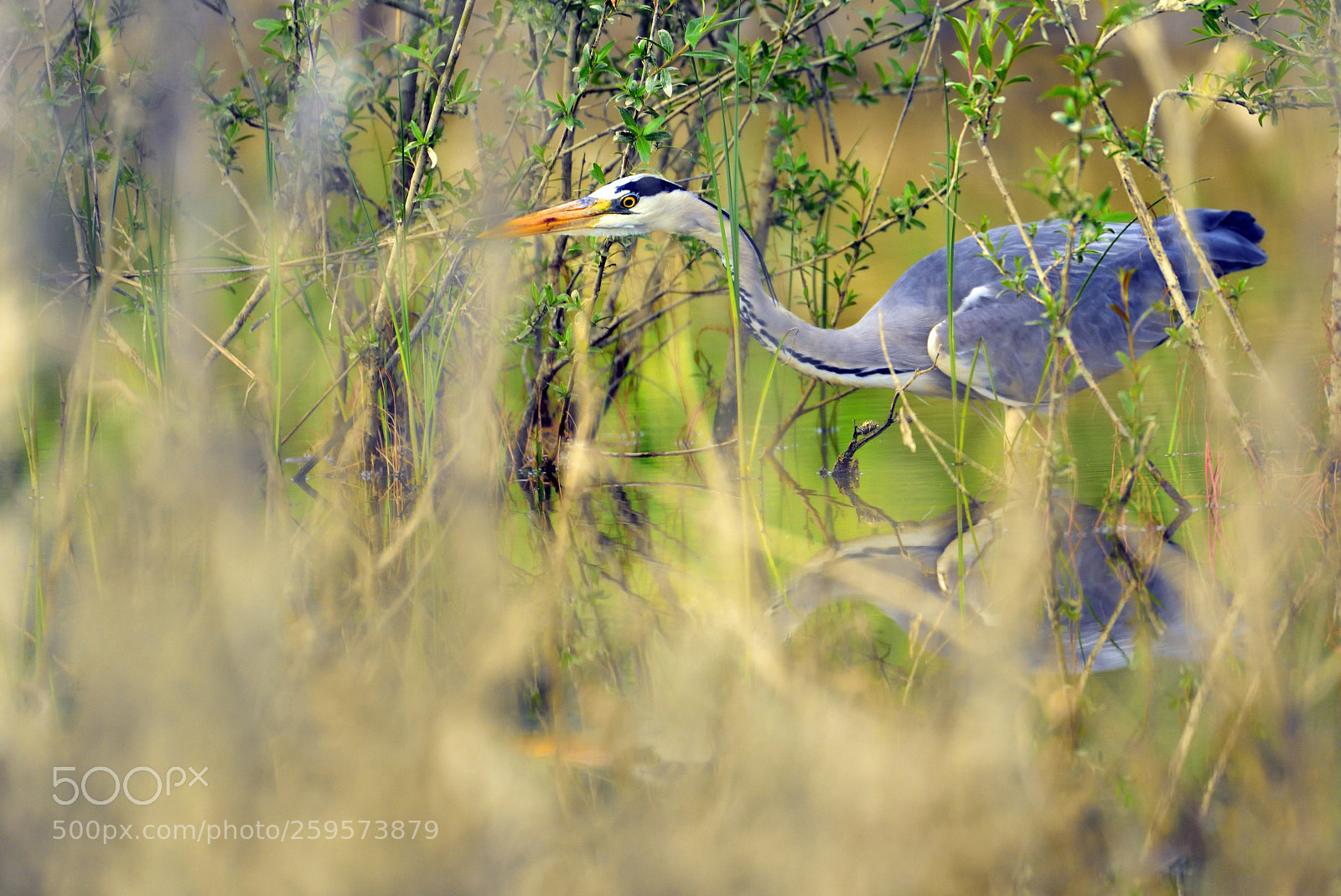 Nikon D750 sample photo. Gray heron (ardea cinerea) photography