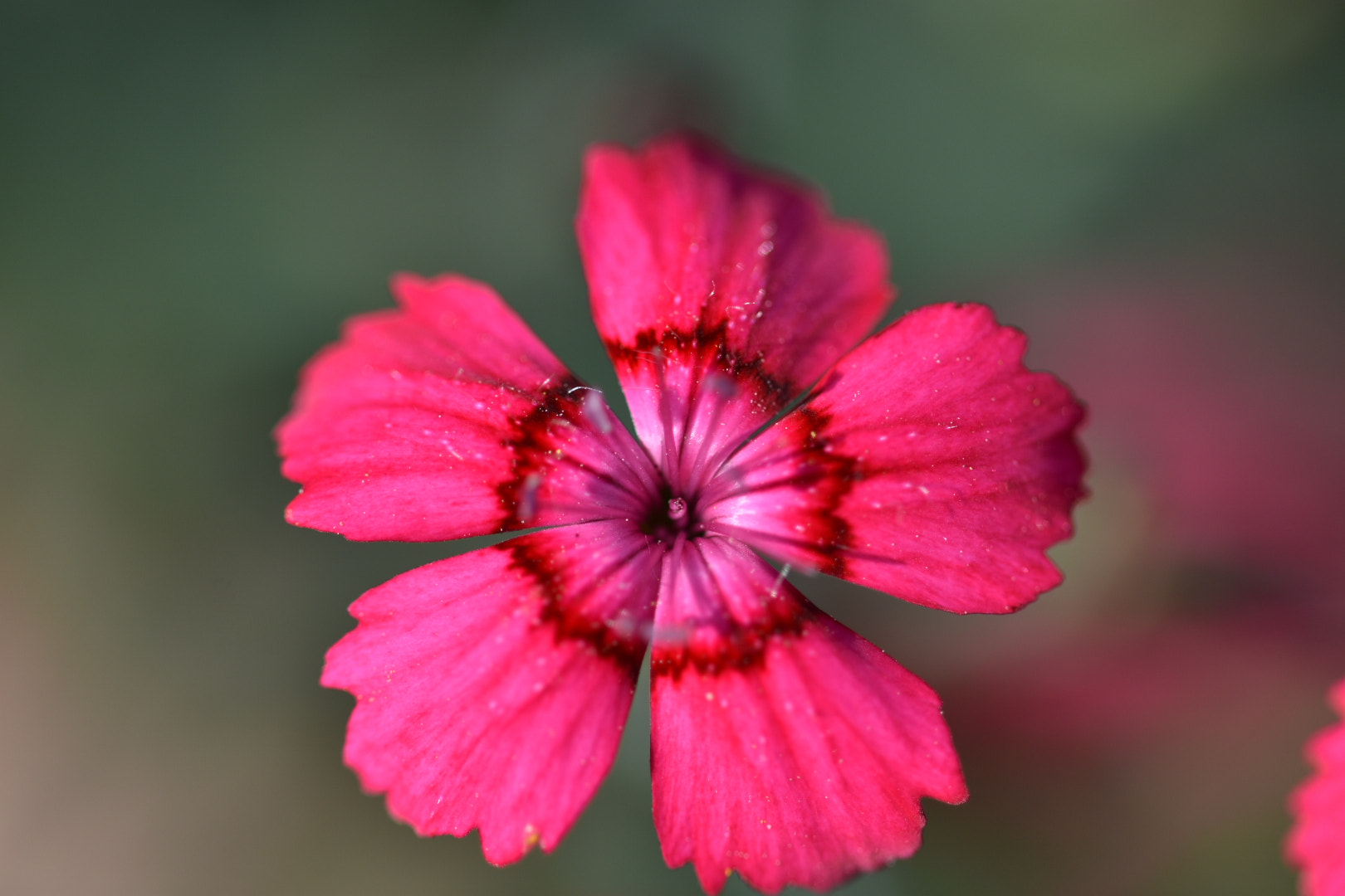 Nikon D7200 + Sigma 105mm F2.8 EX DG OS HSM sample photo. Flower photography