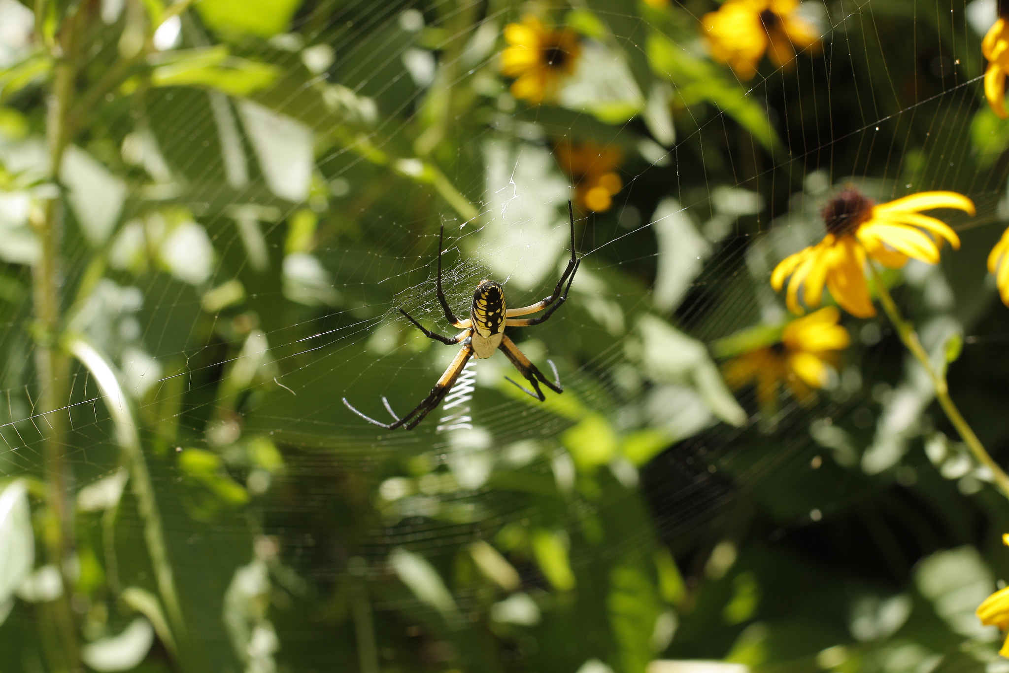 Canon EOS 1000D (EOS Digital Rebel XS / EOS Kiss F) sample photo. Spider mess photography
