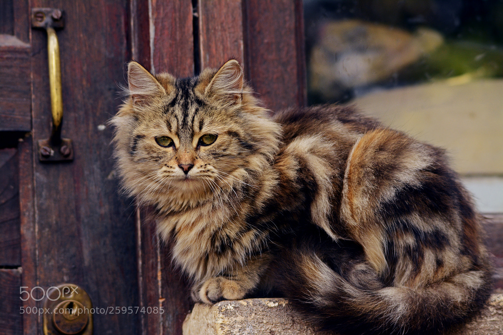 Nikon D7100 sample photo. Cat at the door photography