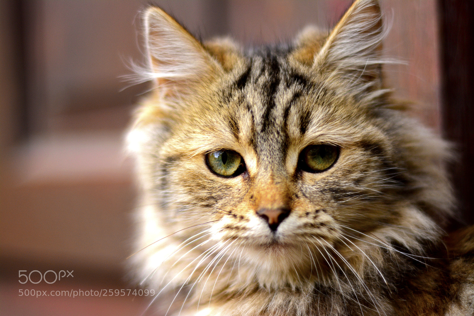 Nikon D7100 sample photo. Cat's eyes photography