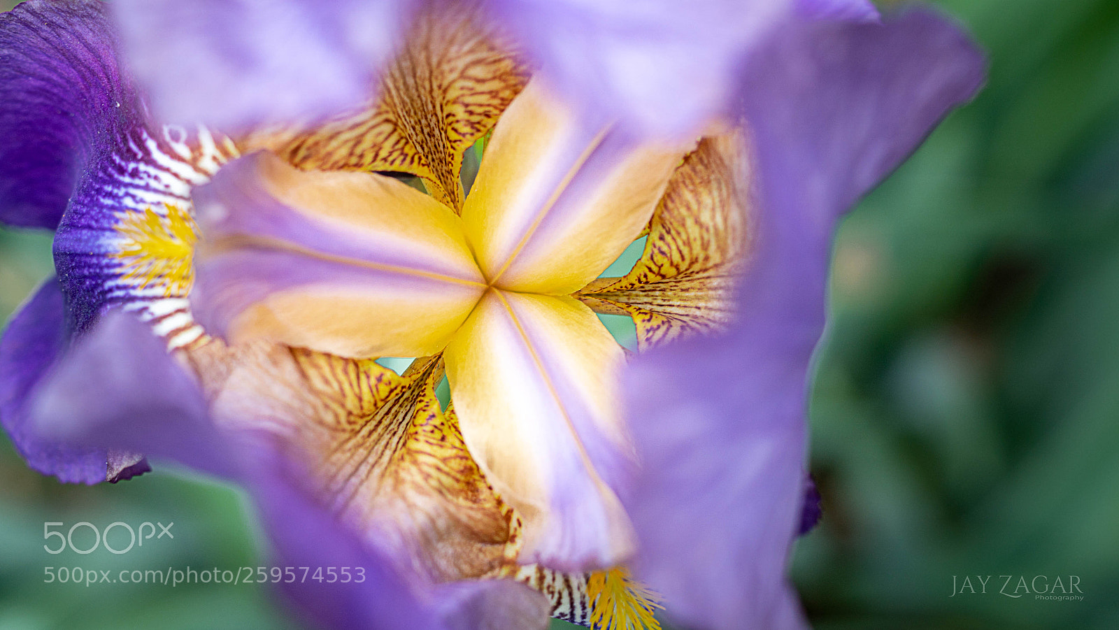 Sony ILCA-77M2 sample photo. Iris work of art photography