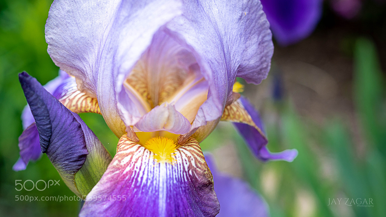Sony ILCA-77M2 sample photo. Spring iris photography