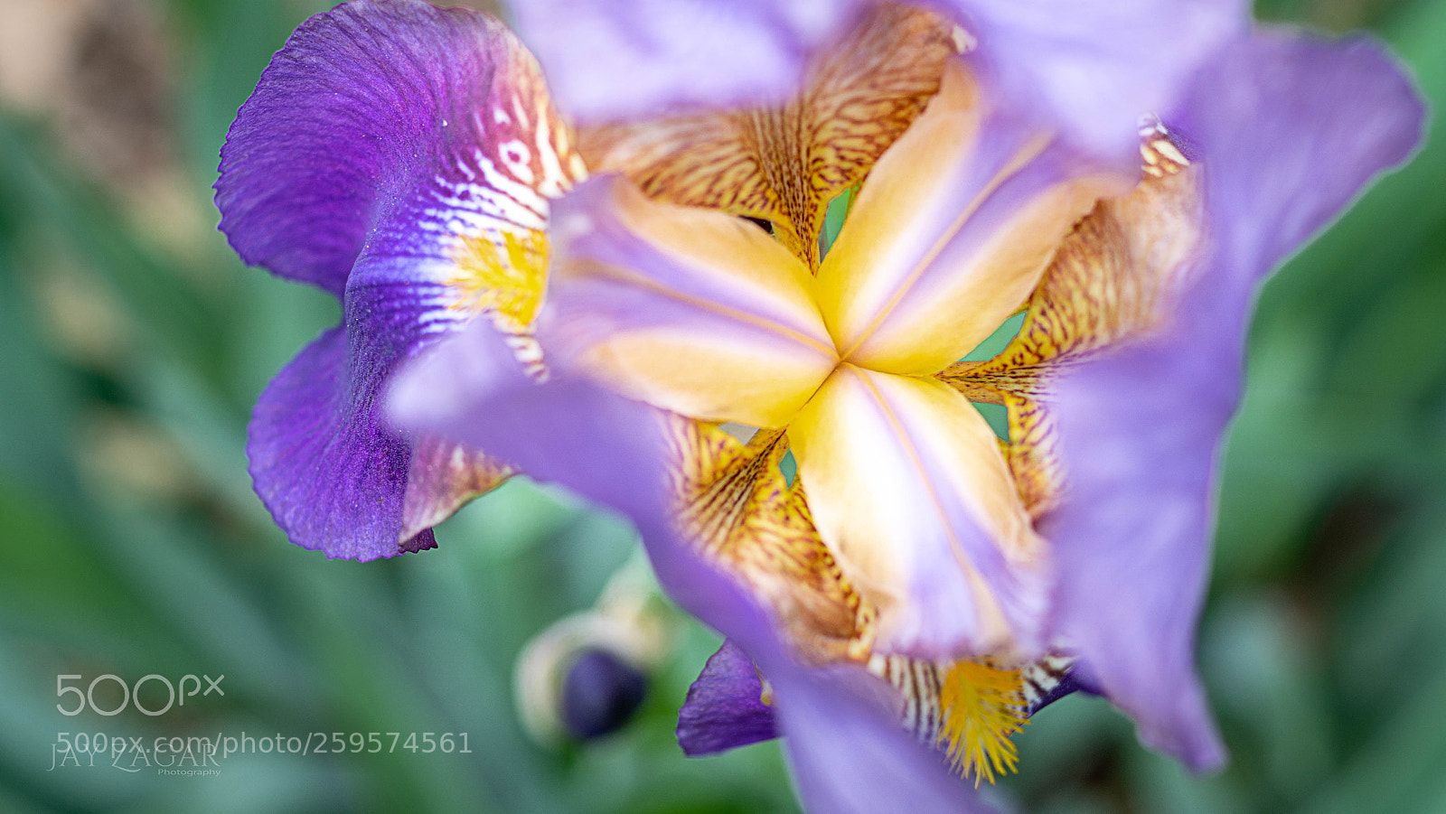 Sony ILCA-77M2 sample photo. Spring mothers art photography