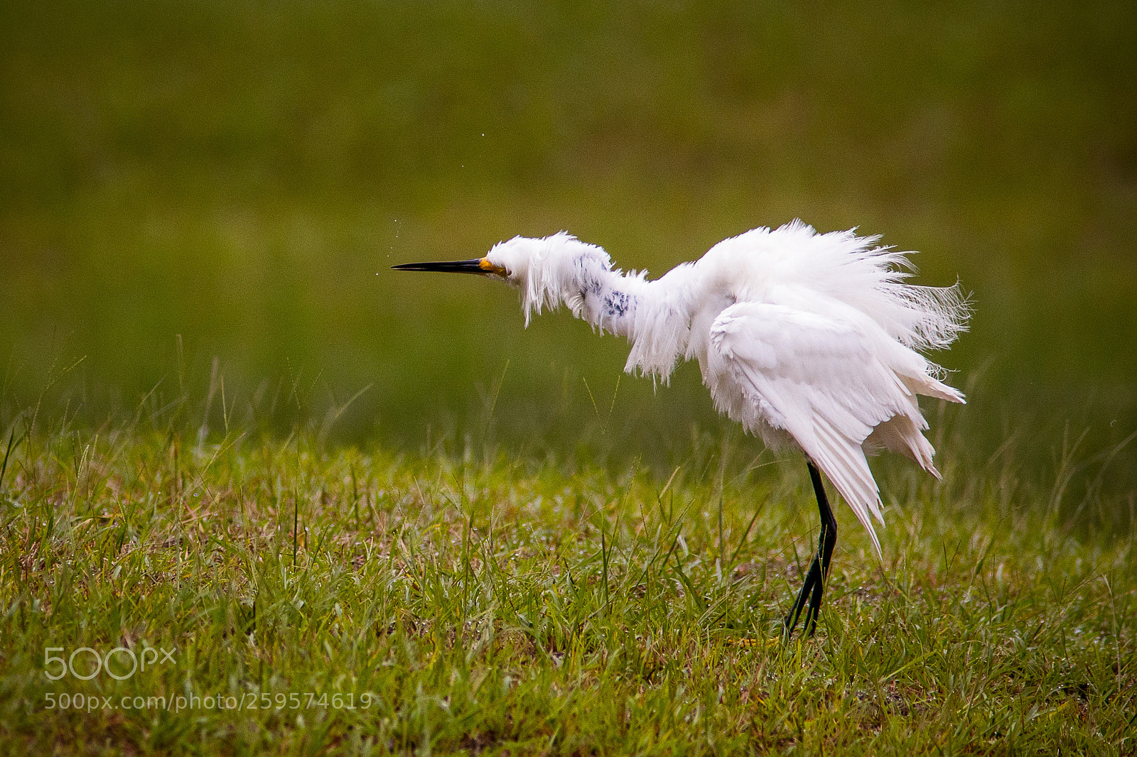Canon EOS 5D Mark IV sample photo. Sneezy snowy egret photography