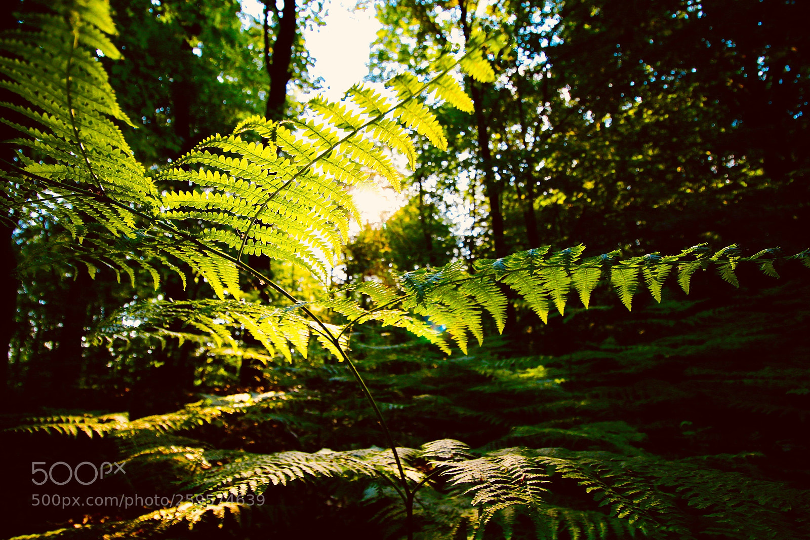 Canon EOS 70D sample photo. Forest photography