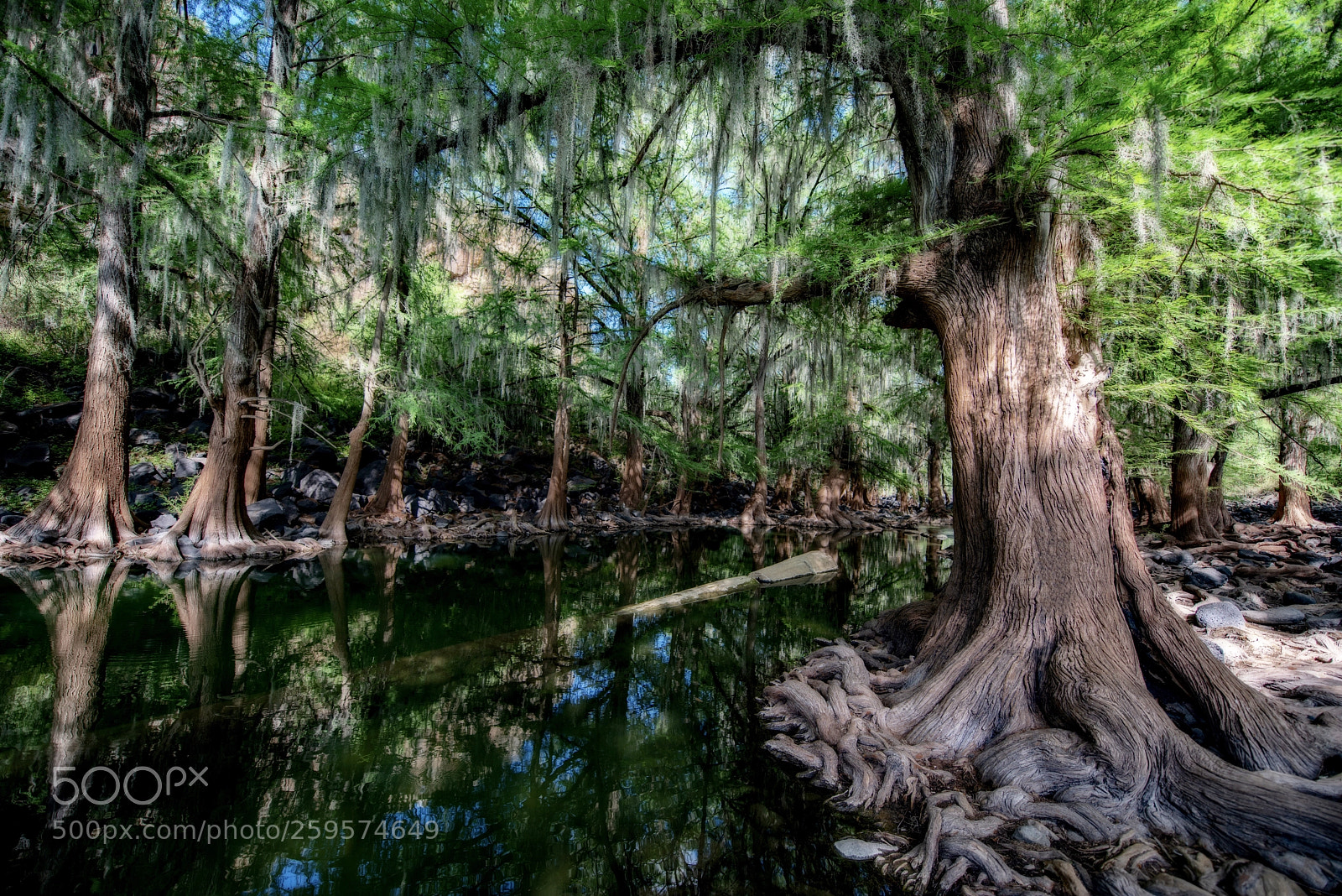 Nikon D810 sample photo. The magical trees photography