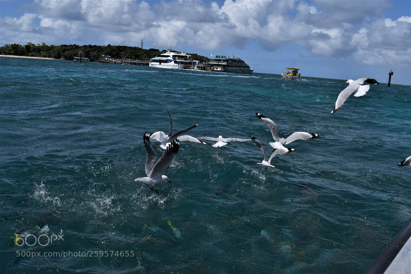 Nikon D5300 sample photo. Freedom. photography
