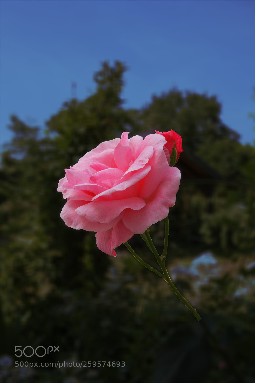 Canon EOS 550D (EOS Rebel T2i / EOS Kiss X4) sample photo. Blossom  photography