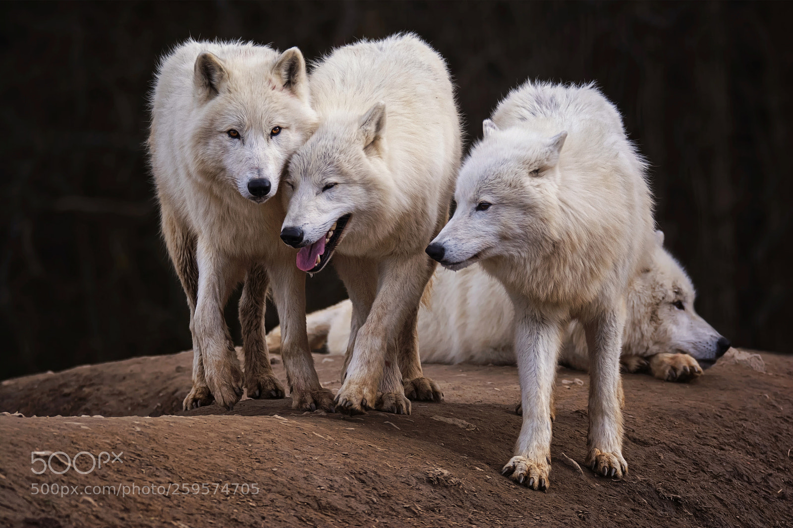 Nikon D7100 sample photo. Arctic wolfs photography