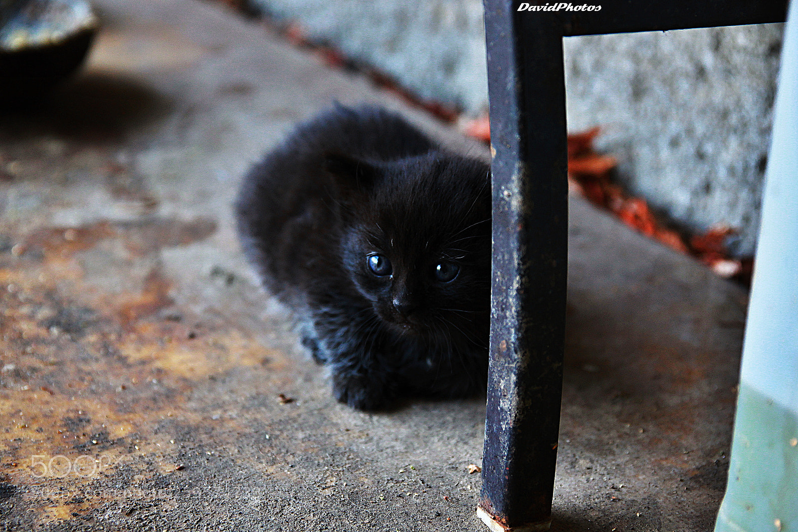 Canon EOS 500D (EOS Rebel T1i / EOS Kiss X3) sample photo. Kitten photography