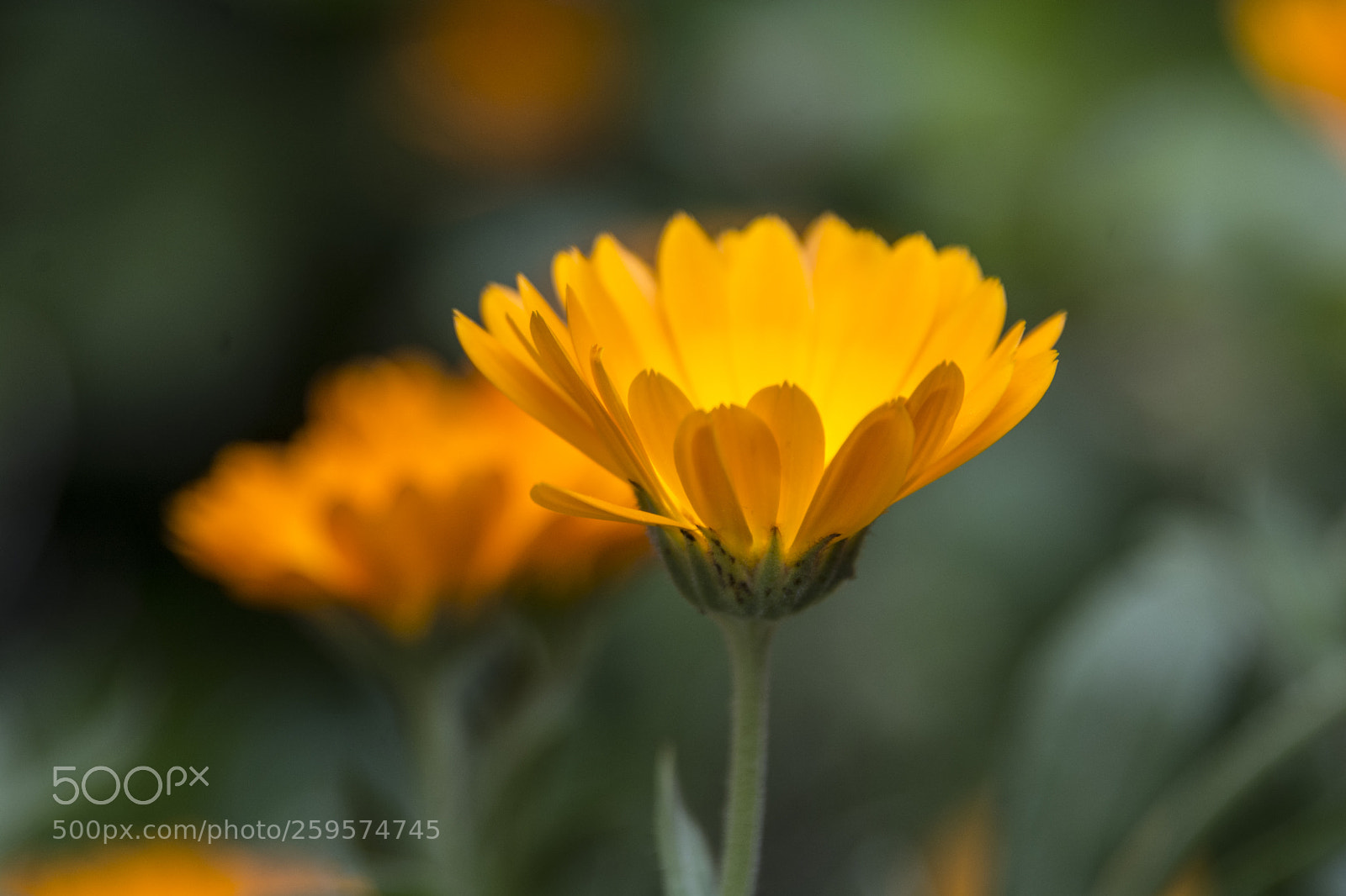 Nikon D7100 sample photo. Jpg photography
