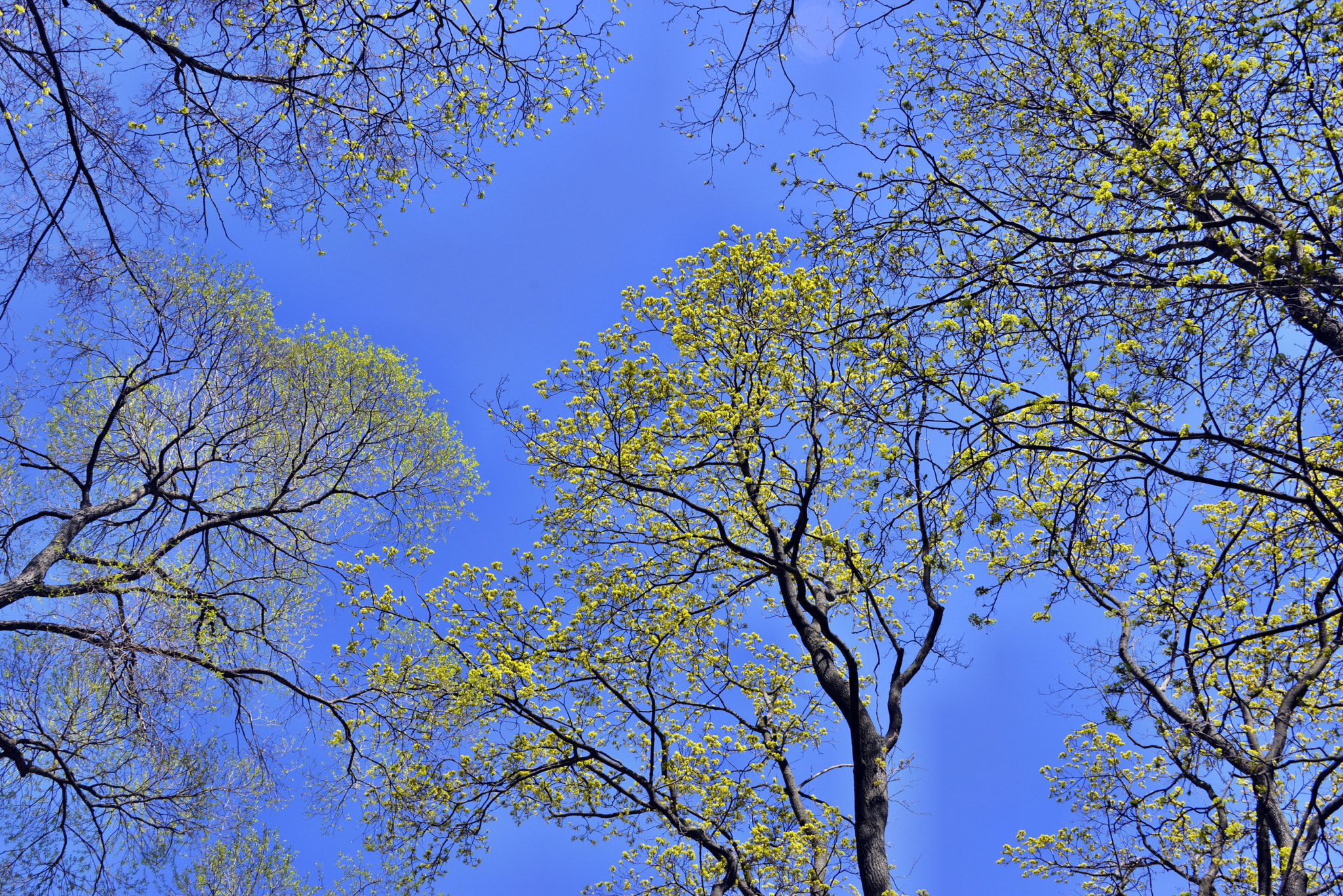Nikon D610 sample photo. Trees in sky photography