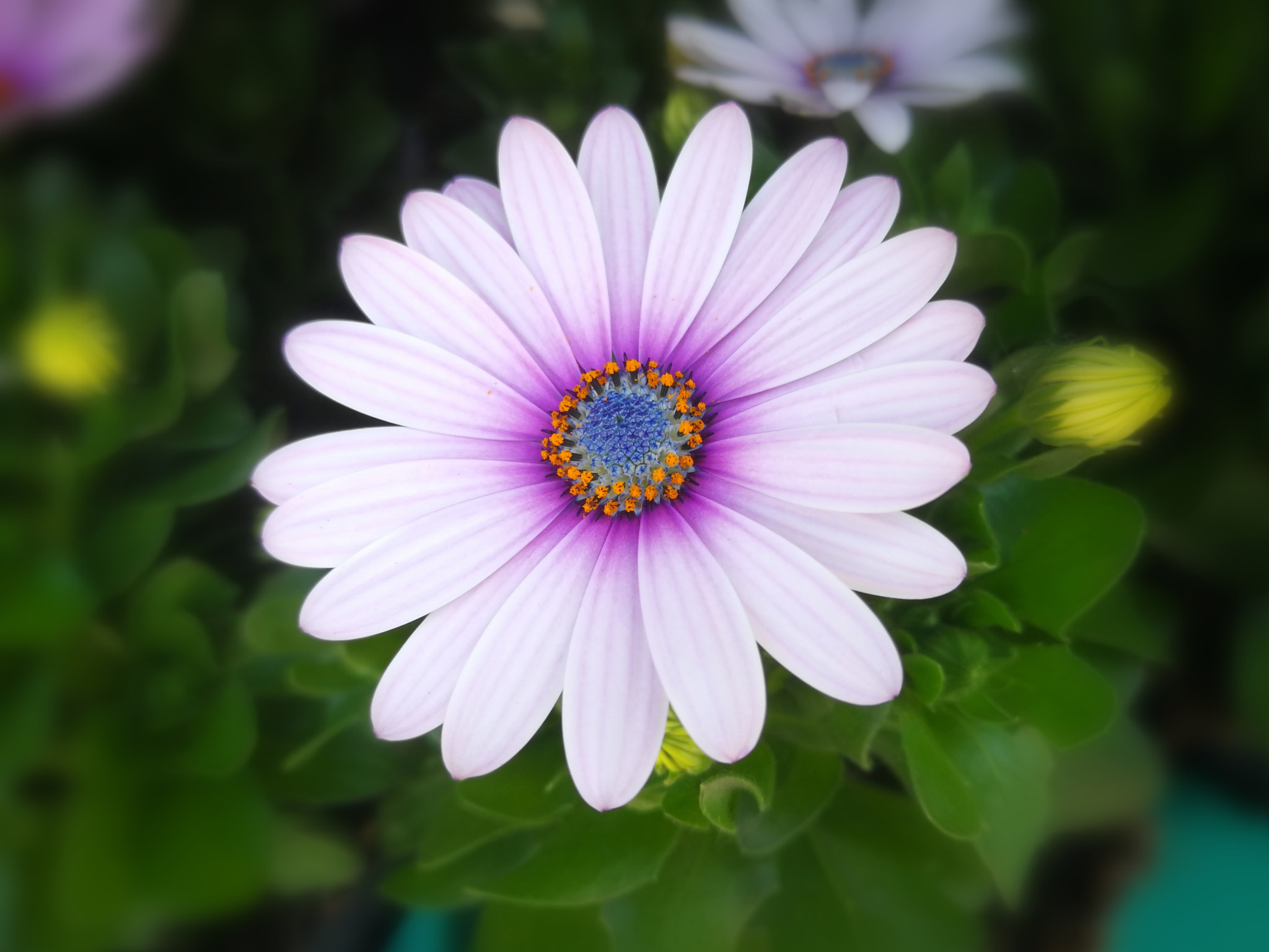 HUAWEI P10 Plus sample photo. Blmn photography