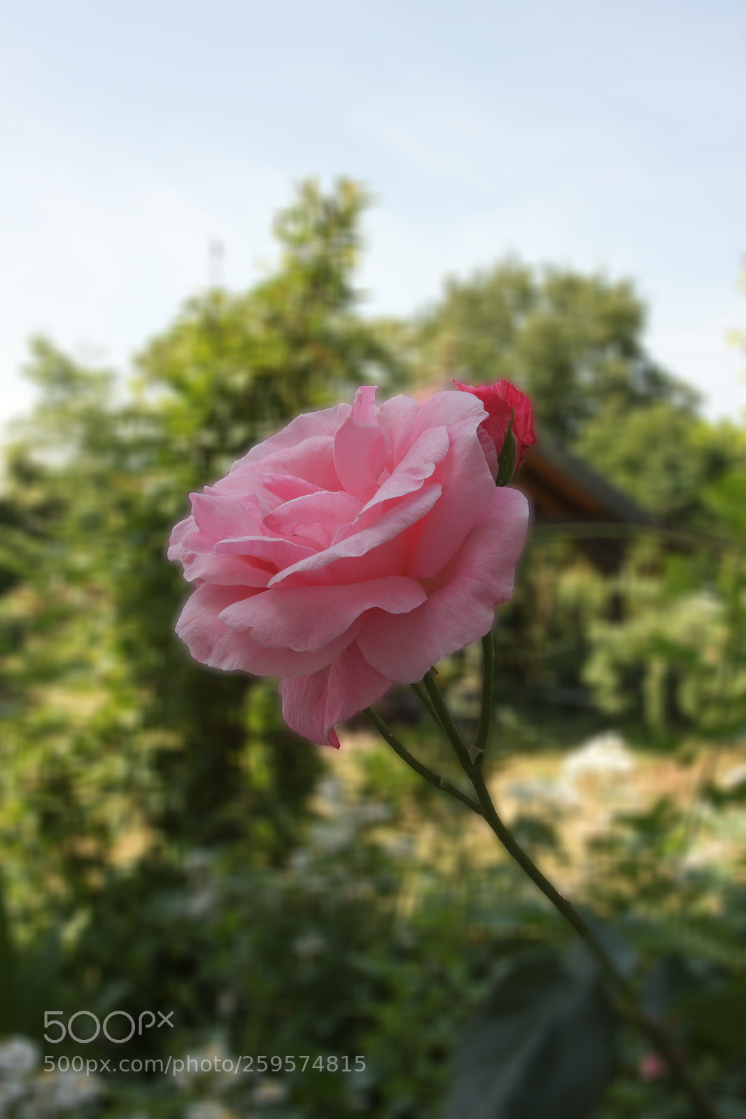 Canon EOS 550D (EOS Rebel T2i / EOS Kiss X4) sample photo. Blossom  photography