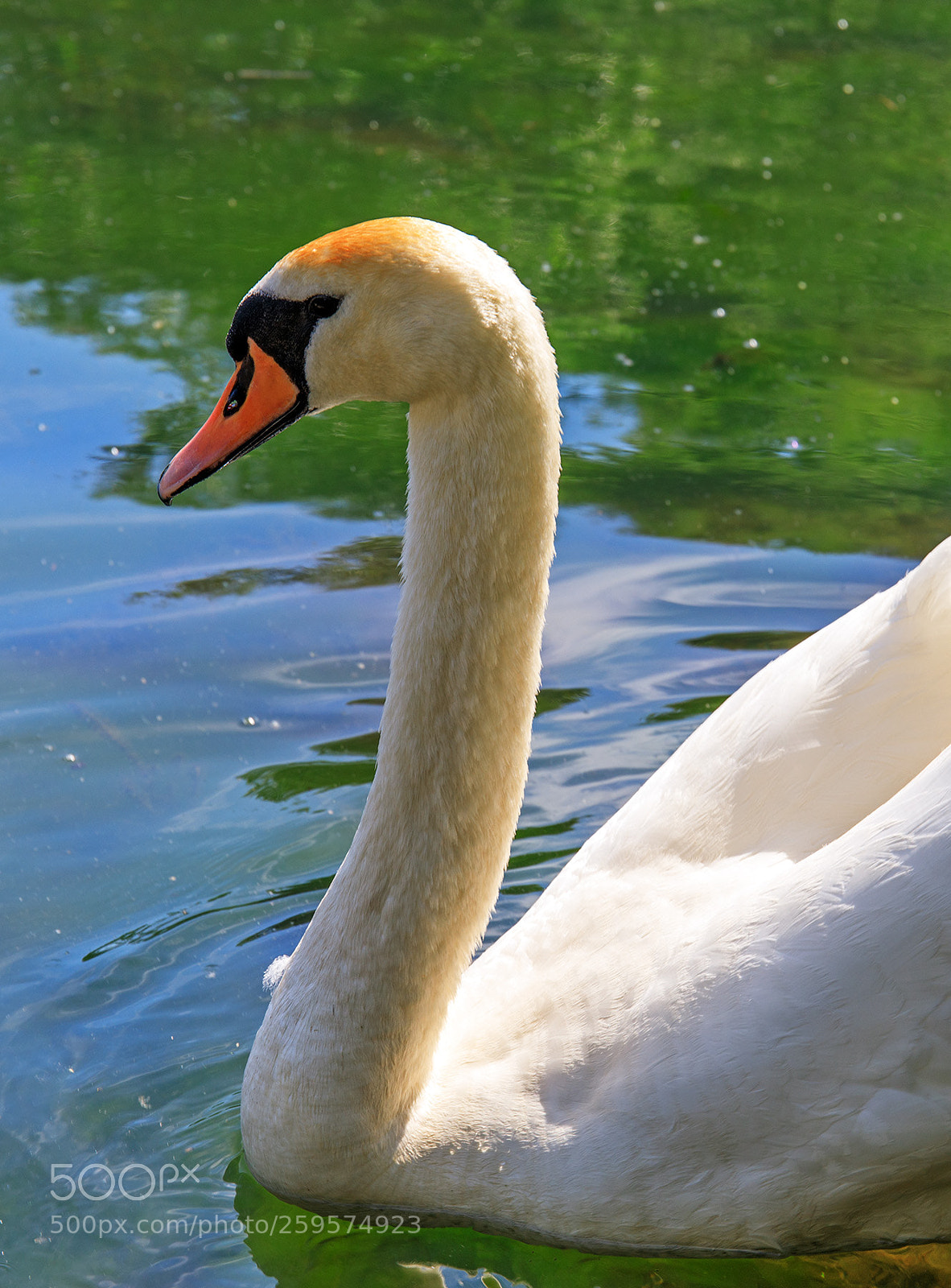 Canon EOS 5D Mark IV sample photo. Backlit swan photography
