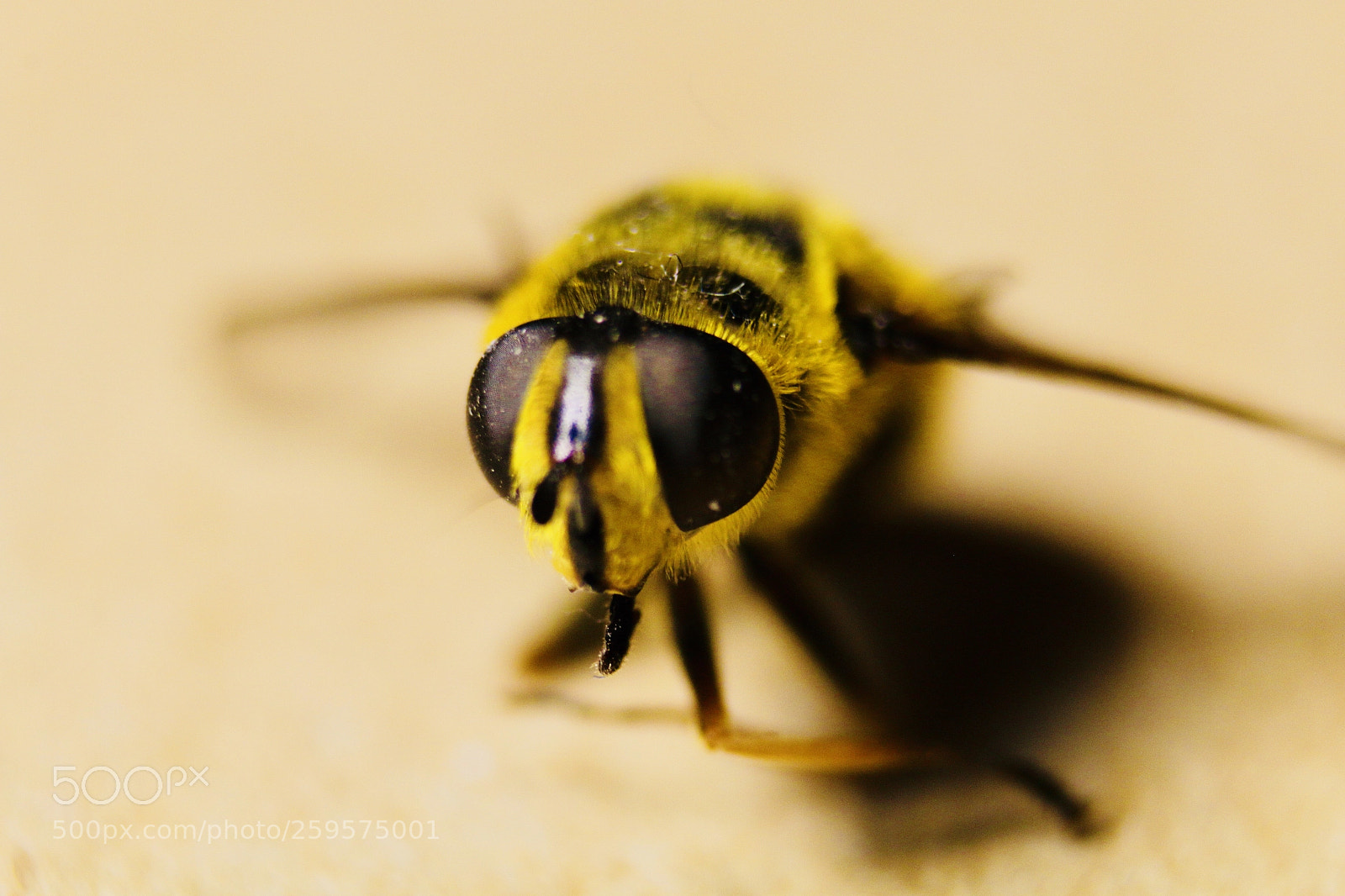 Canon EOS 70D sample photo. Bee photography