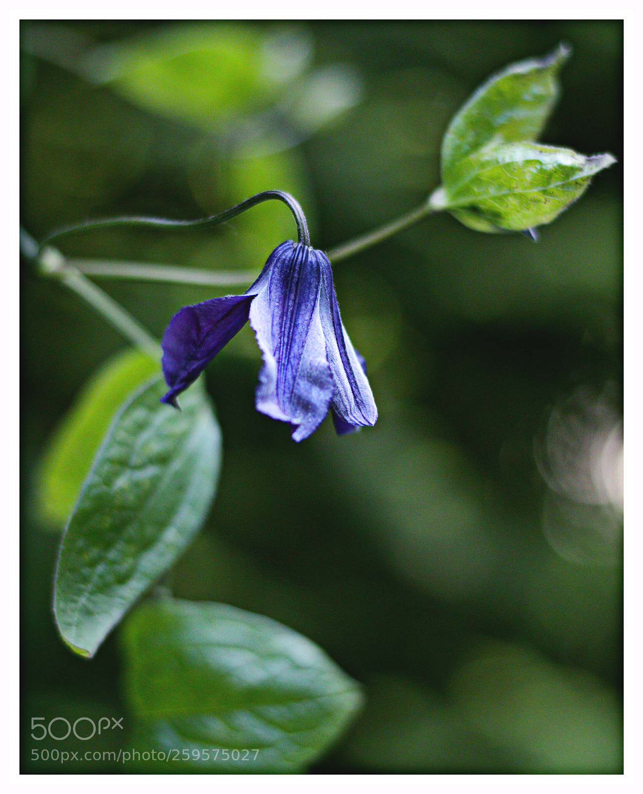 Nikon D7100 sample photo. Dzwonek photography