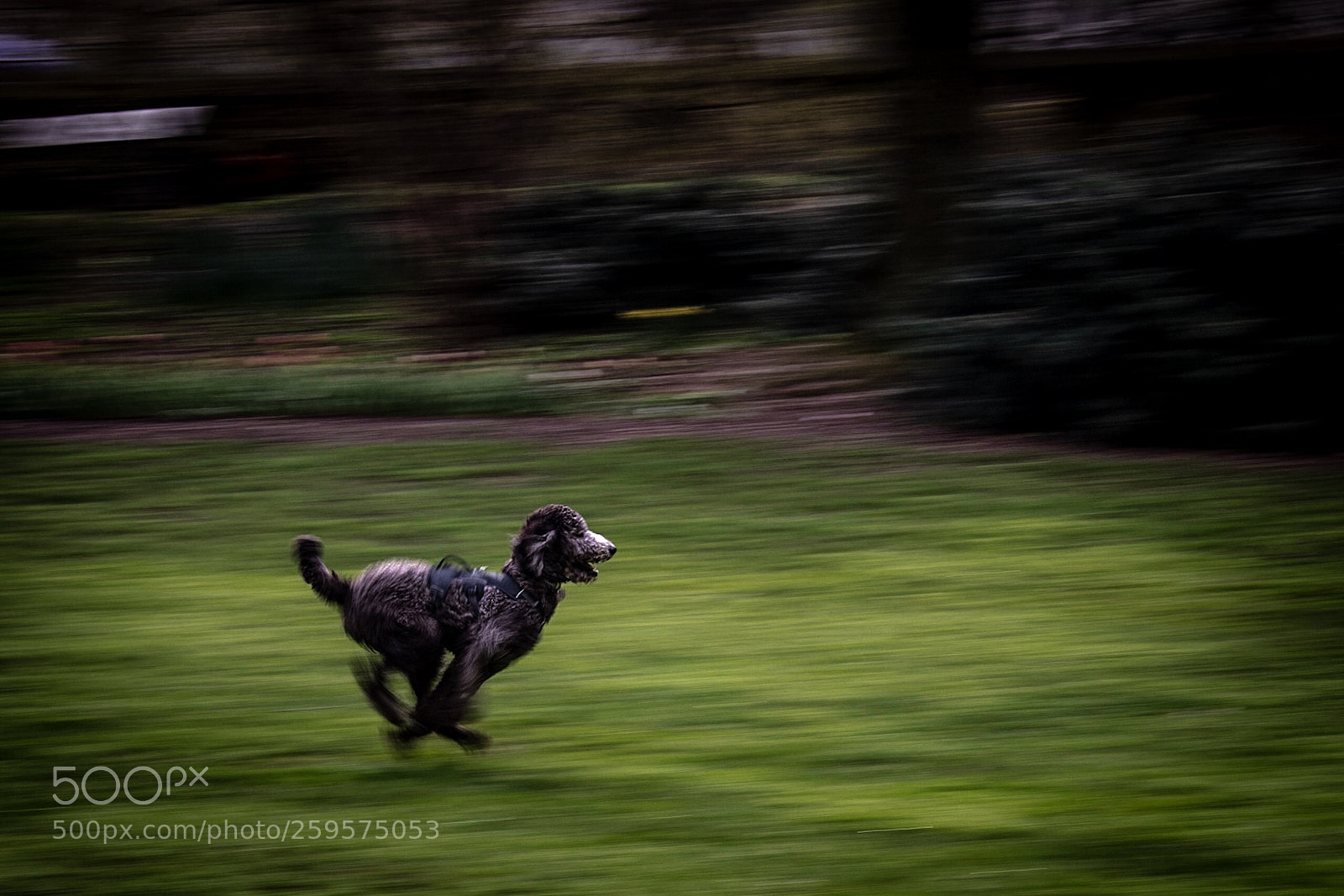 Canon EOS 6D Mark II sample photo. Running dog photography