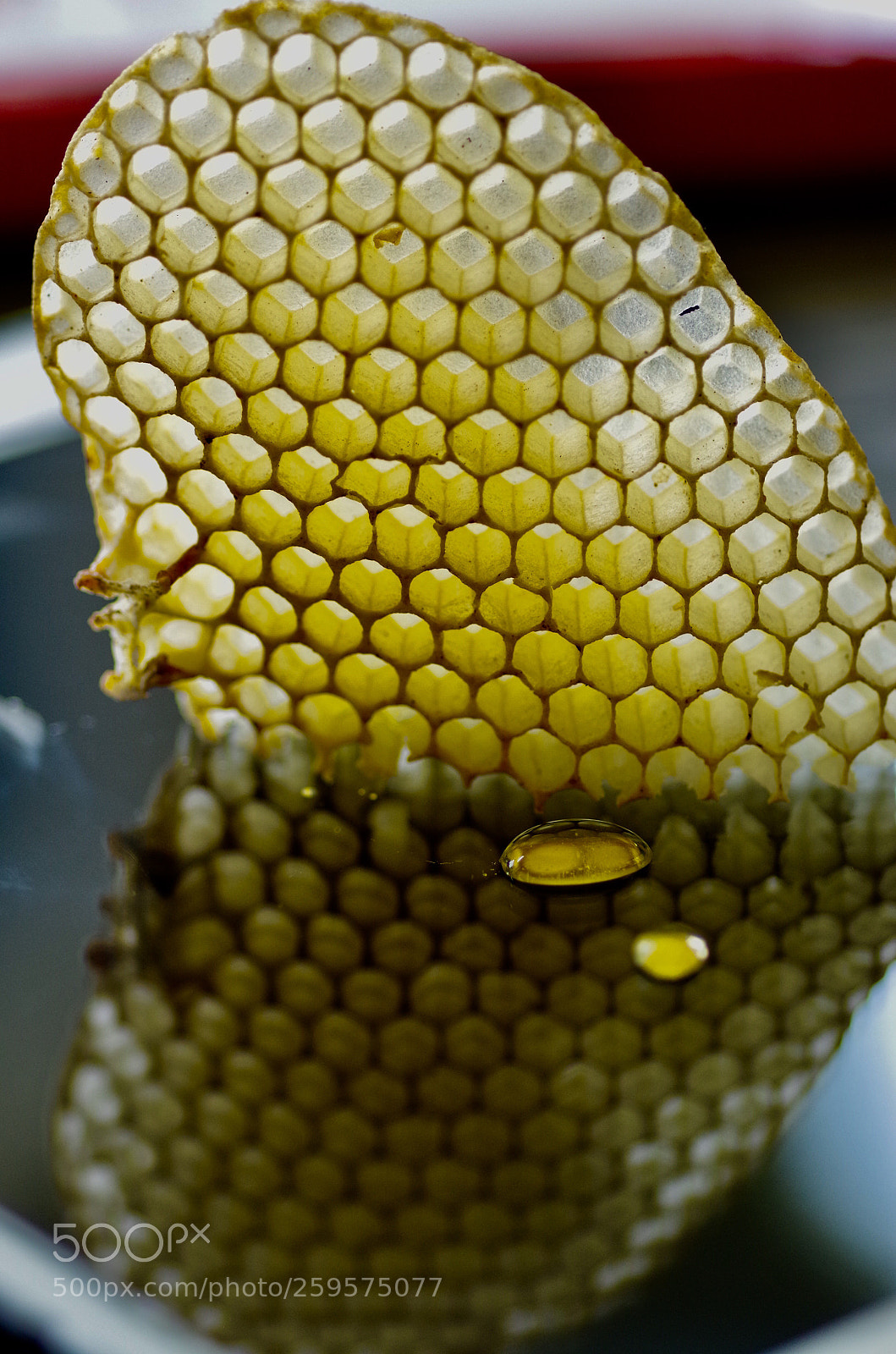 Pentax K-30 sample photo. Honeycomb reflection  photography
