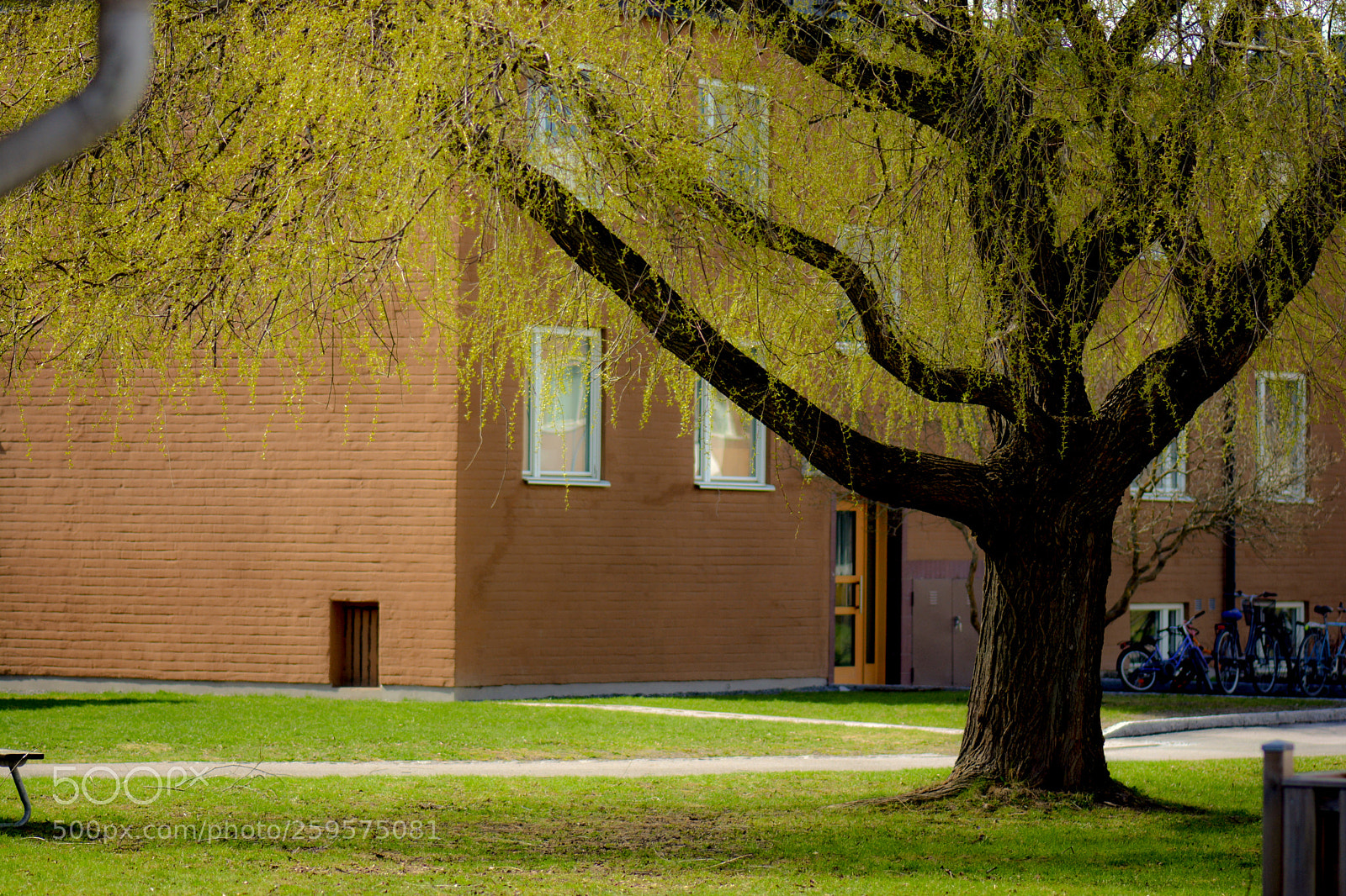 Nikon D7100 sample photo. The spring tree in photography