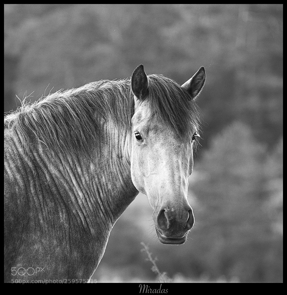 Canon EOS 7D sample photo. Miradas photography