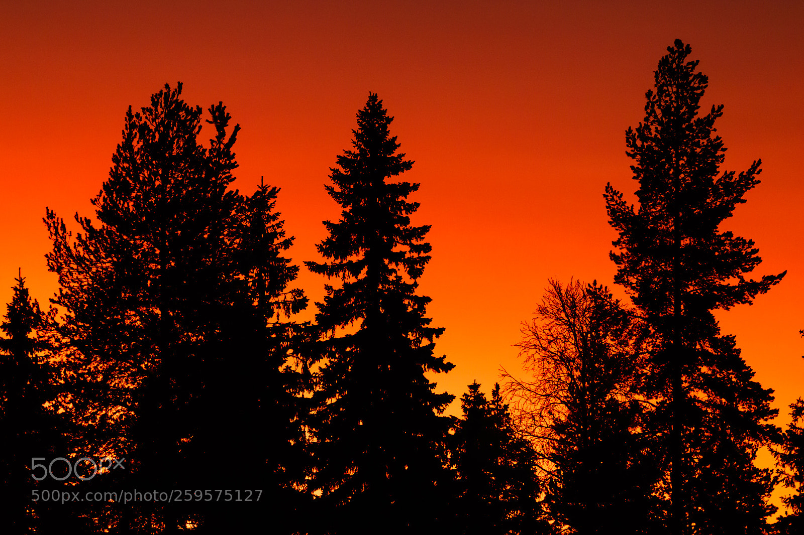 Canon EOS 80D sample photo. Tree silhouette photography