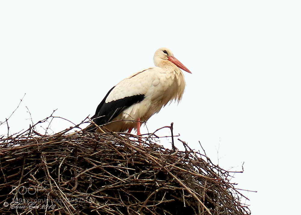Canon EOS 7D Mark II sample photo. White stork photography