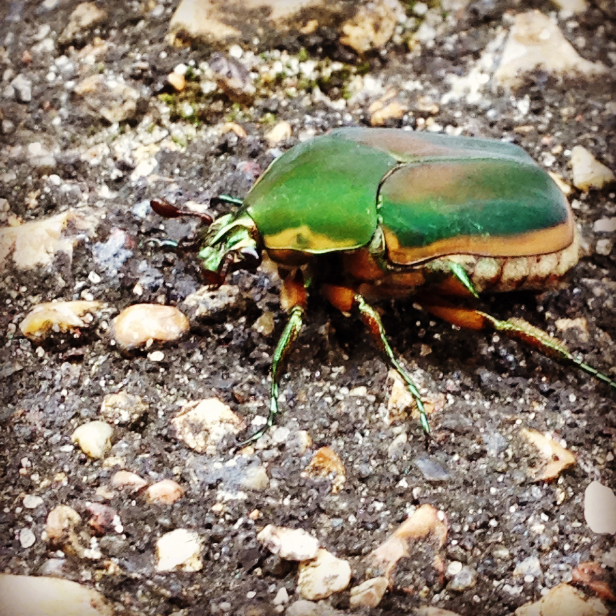 Apple iPhone 5c sample photo. Iridescent insect photography