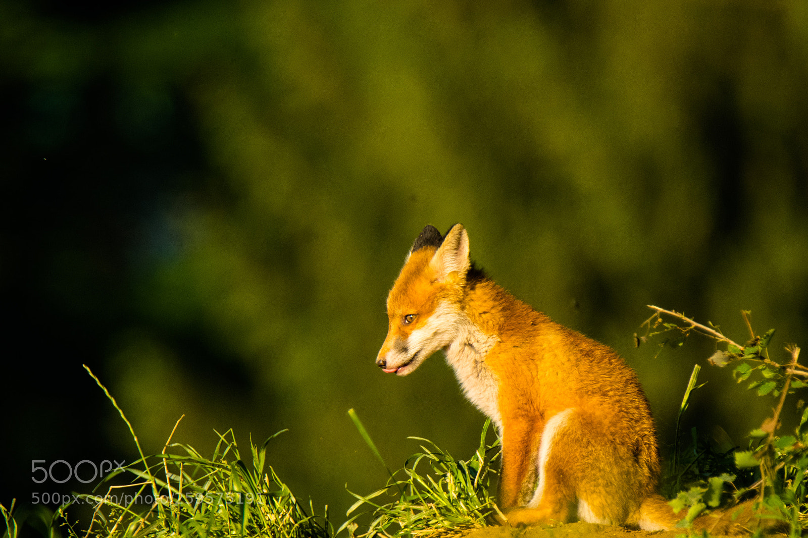Nikon D850 sample photo. Morning sunbath photography