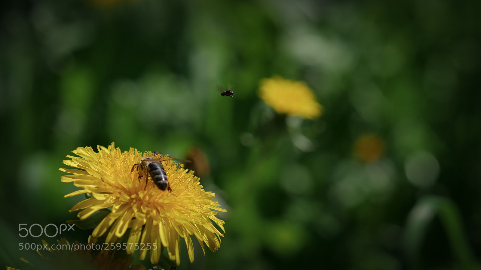 Panasonic Lumix DC-GH5 sample photo. Summer bees photography