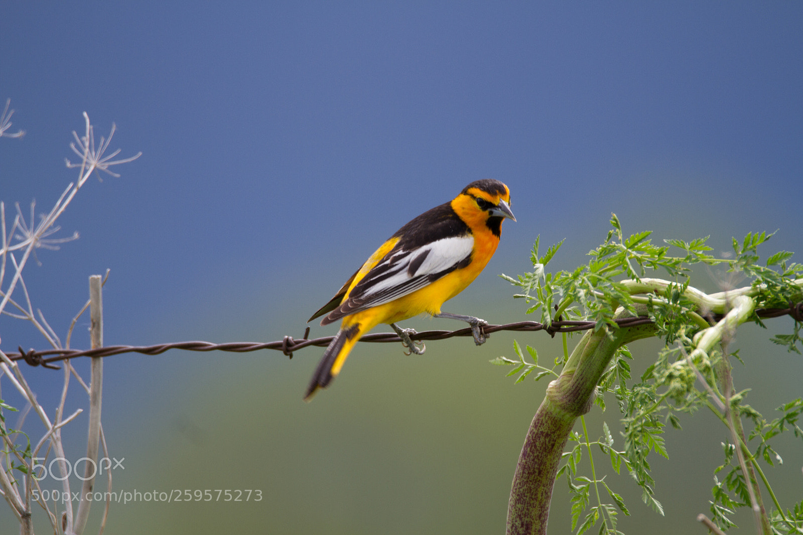 Canon EOS 7D sample photo. Bullock's oriole photography