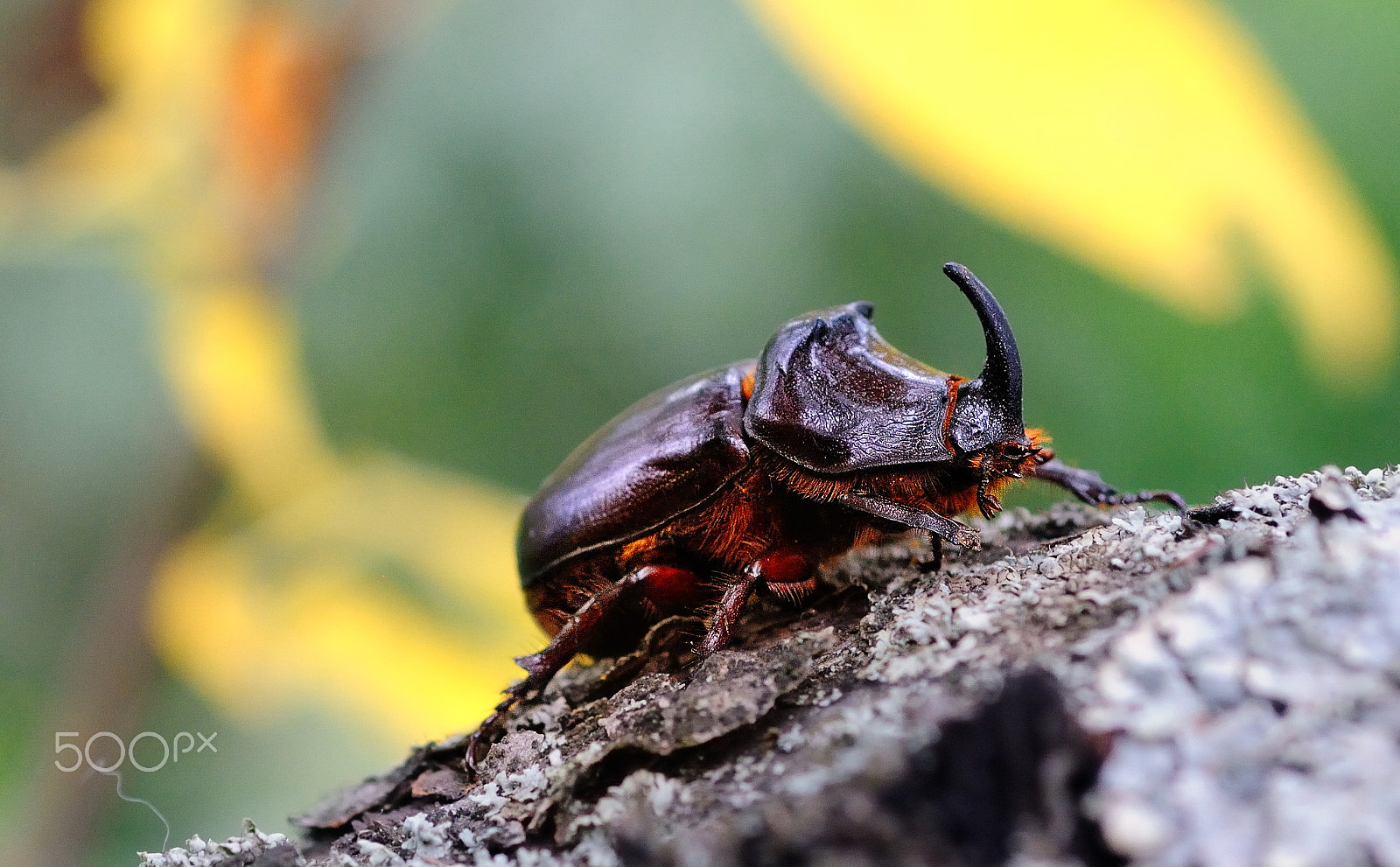 Nikon D300S sample photo. Oryctes nasicornis photography